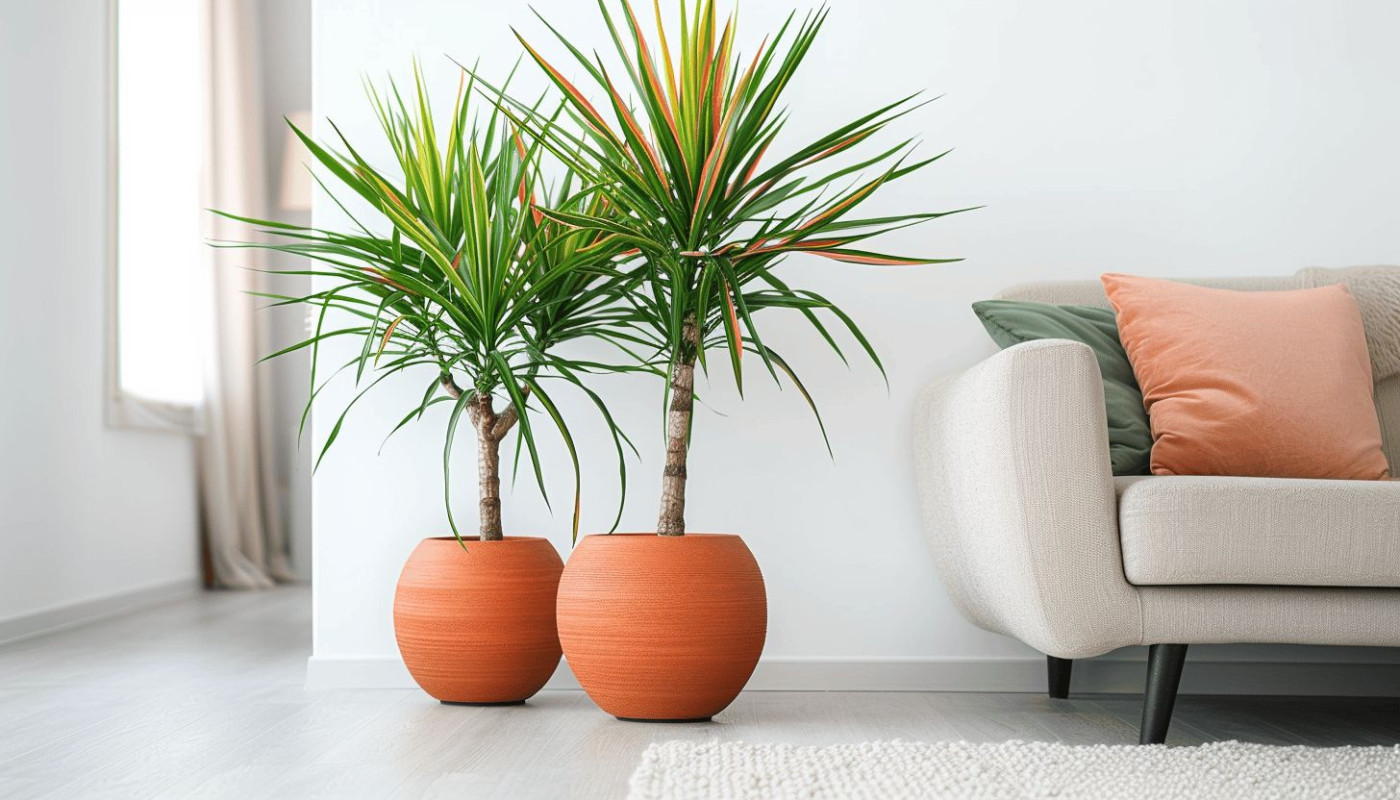 La vérité cachée derrière les plantes d'intérieur épuratrices de l'air